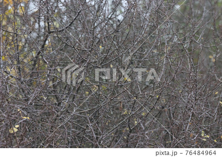 Thorn Bush Background 76484964