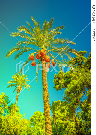 Beautiful date palm trees in front of blue turquoise sky with edible sweet fruits, Mediterranean Sea Beautiful date palm trees in front of blue turquoise sky with edible sweet fruits, Mediterranean Sea 76485038