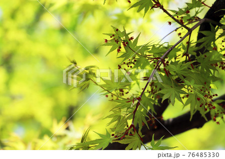 春の公園のモミジの新緑と小さな赤い花の写真素材