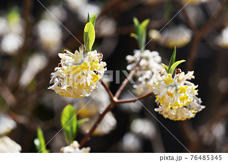 ミツマタの花 76485345