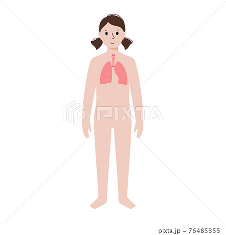 Internal organs in female body 76485355