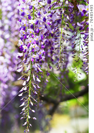 春の公園に咲く美しい藤の花の写真素材