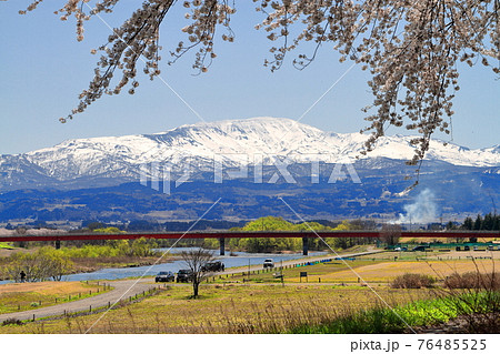 赤川河川桜並木と月山 76485525