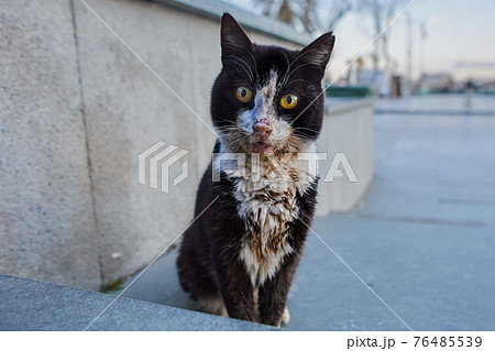 Dirty black and white stray cat sits on sidewalk in Antalya. 76485539