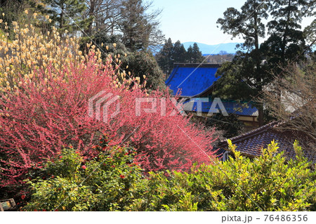 善宝寺境内 善宝寺境内 76486356