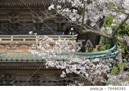 善宝寺 五重塔と桜 善宝寺 五重塔と桜 76486383