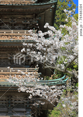 善宝寺 五重塔と桜 善宝寺 五重塔と桜 76486384