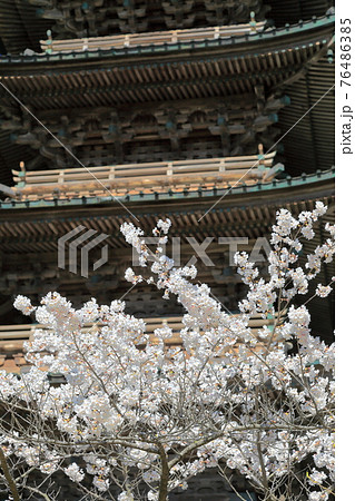 善宝寺 五重塔と桜 善宝寺 五重塔と桜 76486385