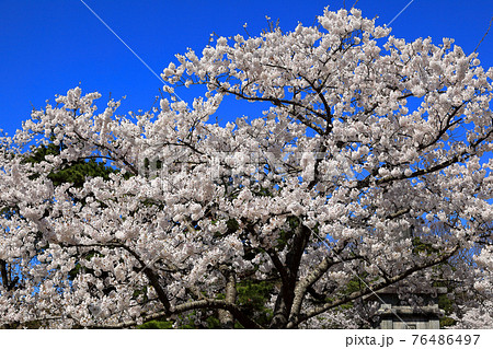 大山公園の桜 大山公園の桜 76486497