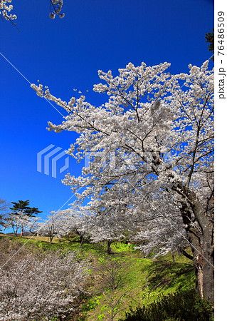 大山公園の桜 大山公園の桜 76486509