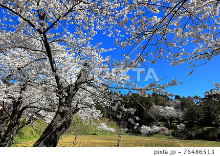 大山公園の桜 大山公園の桜 76486513