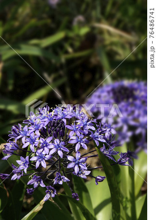 シラーベルビアナの紫色の花の写真素材