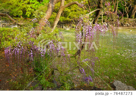 楽寿園　小浜池と藤の花　咲き始め 76487273