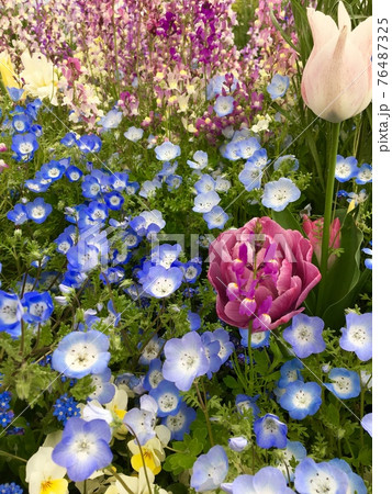 ネモフィラと姫金魚草のお花畑 76487325