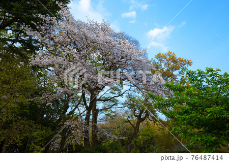 楽寿園　満開の桜 76487414