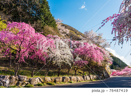 小夜戸の花桃街道1 小夜戸の花桃街道1 76487419