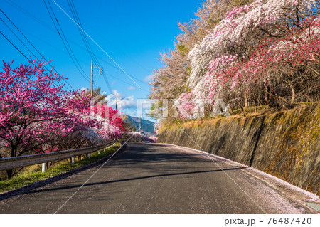 大畑花桃街道1 大畑花桃街道1 76487420
