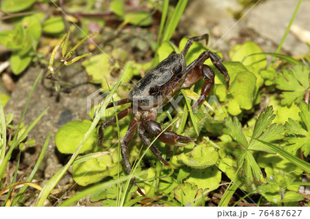 サワガニ 76487627