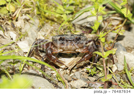 サワガニ 76487634