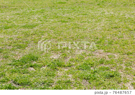 緑色の芝生 緑色の芝生 76487657