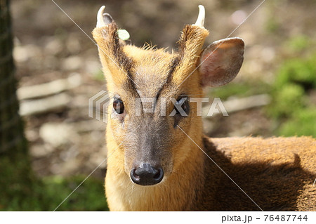 特定外来生物　キョン 76487744