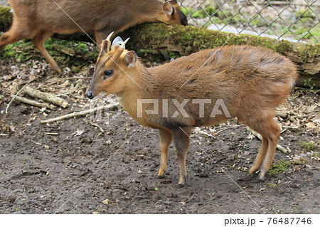 特定外来生物 キョンの写真素材