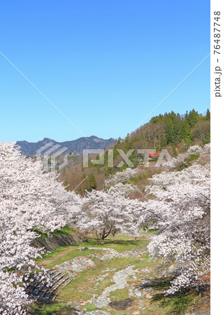 陸郷の山桜　長野県池田町 76487748