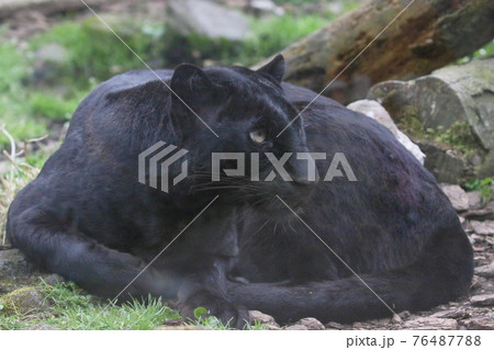 クロヒョウ 76487788