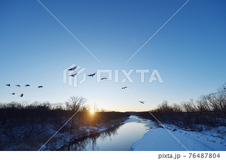 タンチョウのねぐら立ち（北海道） 76487804