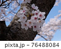 桜の花 76488084