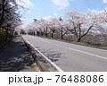 桜の道 76488086