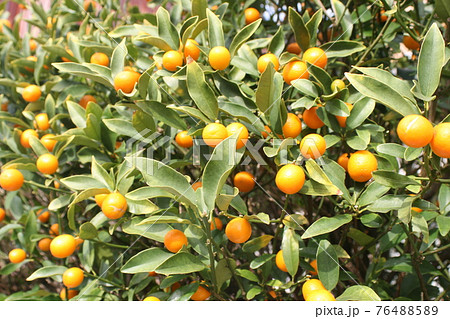 春の小さな果実 76488589