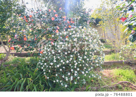 ジンチョウゲの花 76488801