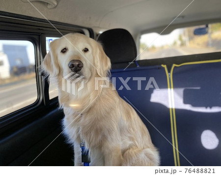 車で待つゴールデンレトリーバー 76488821