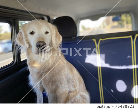 飼い主を車内で待つゴールデンレトリーバー 飼い主を車内で待つゴールデンレトリーバー 76488823