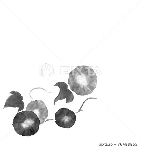 朝顔(墨の手描きイラスト) 朝顔(墨の手描きイラスト) 76488865