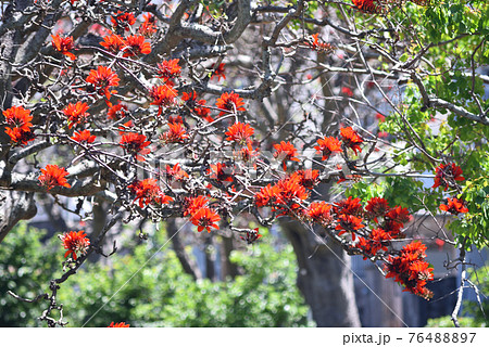 公園に咲く沖繩県花 デイゴの花 公園に咲く沖繩県花 デイゴの花 76488897