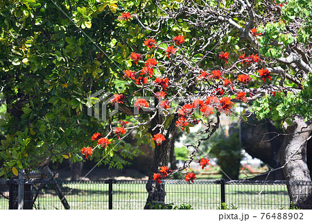 公園に咲く沖繩県花 デイゴの花 公園に咲く沖繩県花 デイゴの花 76488902