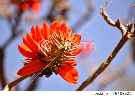公園に咲く沖繩県花 デイゴの花 76488926