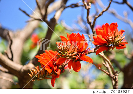 公園に咲く沖繩県花 デイゴの花 76488927