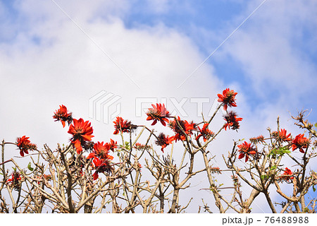 公園に咲く沖繩県花 デイゴの花 76488988