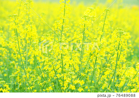 菜の花 菜の花 76489088