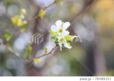リキュウバイの花 76489151