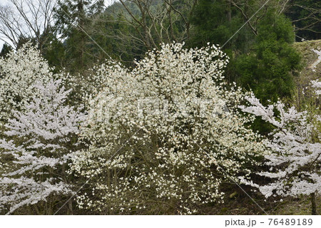 【兵庫県養父市】鉢伏高原の桜とコブシ 【兵庫県養父市】鉢伏高原の桜とコブシ 76489189