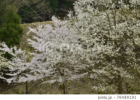 【兵庫県養父市】鉢伏高原の桜とコブシ 【兵庫県養父市】鉢伏高原の桜とコブシ 76489191