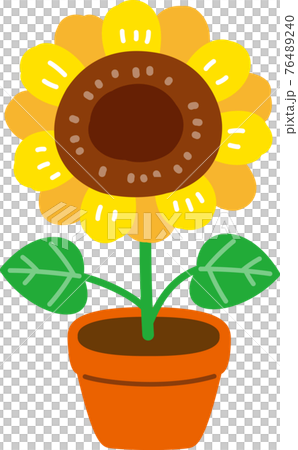迷你向日葵 76489240