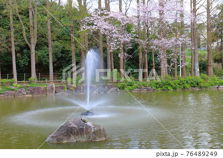 千葉県鎌ケ谷市の貝柄山公園の桜と噴水 76489249