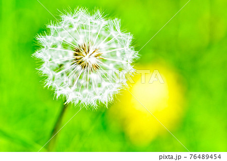 タンポポの種 76489454