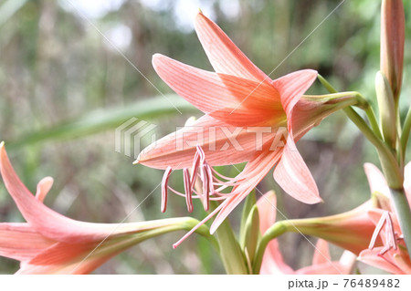 Orange Amaryllis Flower or Hippeastrum Orange Amaryllis Flower or Hippeastrum 76489482
