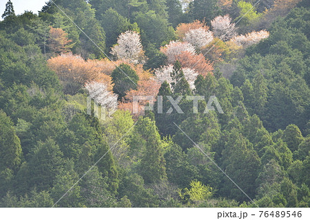 【兵庫県丹波市】山に咲く桜 【兵庫県丹波市】山に咲く桜 76489546